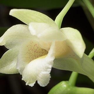 Dendrobium endertii unspecified picture