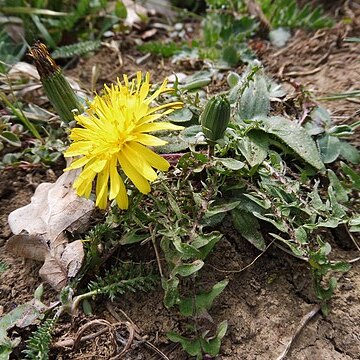 Taraxacum tortilobum unspecified picture