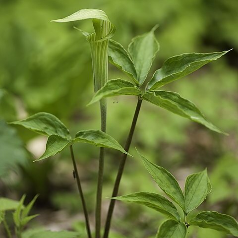 Arisaema sachalinense unspecified picture