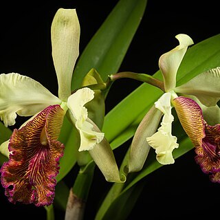 Cattleya dowiana var. aurea unspecified picture