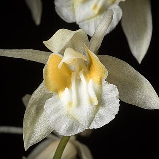 Coelogyne longibulbosa unspecified picture