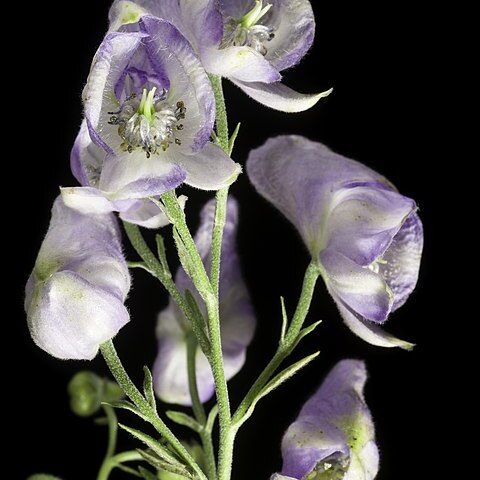 Aconitum sachalinense unspecified picture