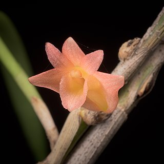 Dendrobium faciferum unspecified picture