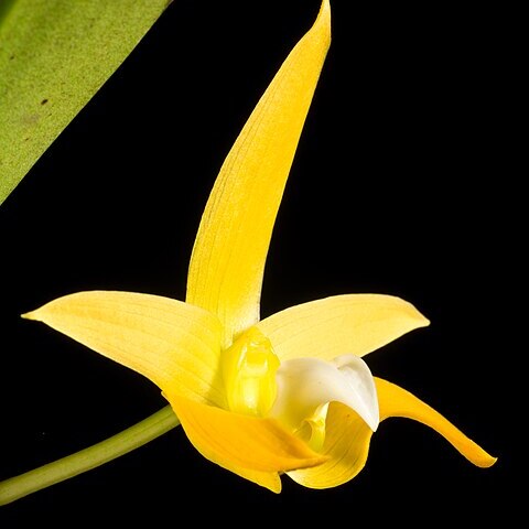 Bulbophyllum claptonense unspecified picture