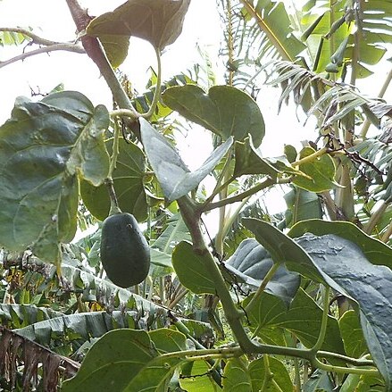 Solanum sibundoyense unspecified picture