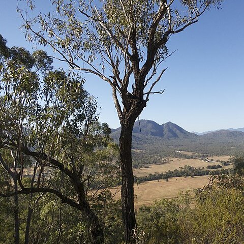 Eucalyptus dura unspecified picture