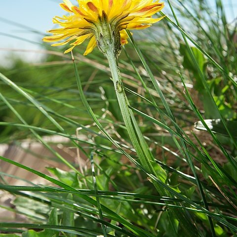 Crepis aurea subsp. glabrescens unspecified picture