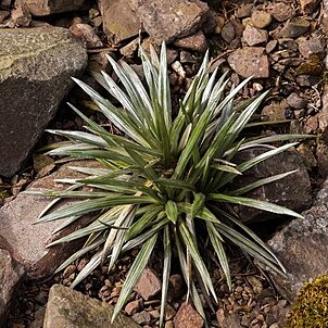 Celmisia longifolia unspecified picture