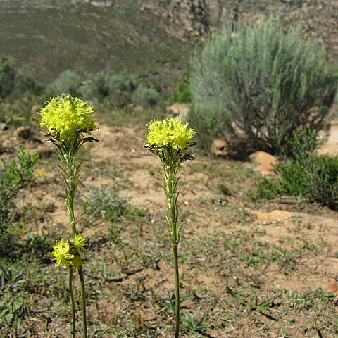 Bulbine lagopus unspecified picture