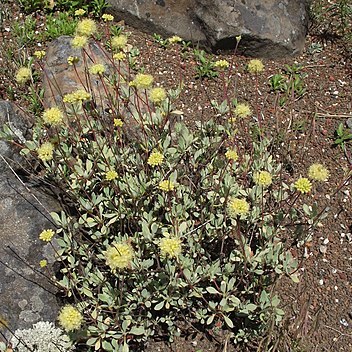 Eriogonum prattenianum unspecified picture