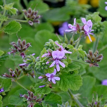 Pelargonium vitifolium (l.) l'hér. unspecified picture