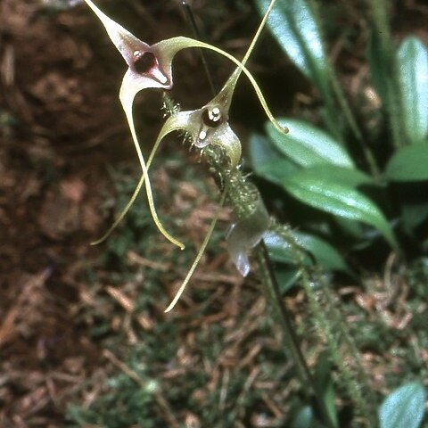 Porroglossum muscosum unspecified picture