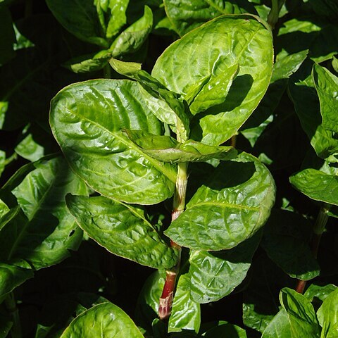 Persicaria tinctoria unspecified picture