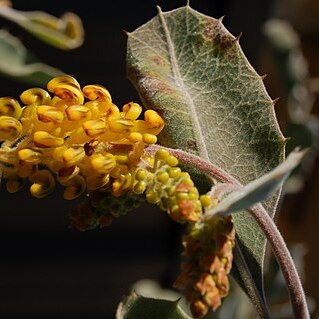 Grevillea miniata unspecified picture