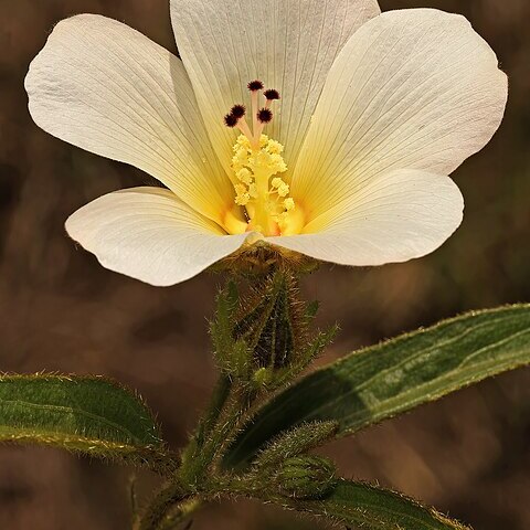 Hibiscus aethiopicus unspecified picture