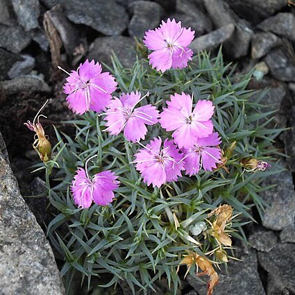 Dianthus webbianus unspecified picture