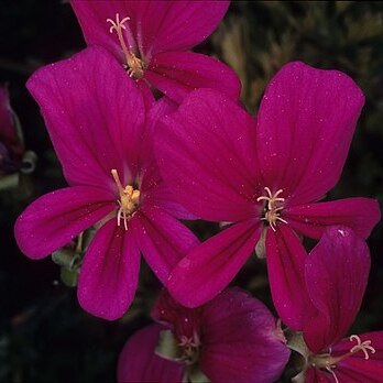 Pelargonium sericifolium unspecified picture