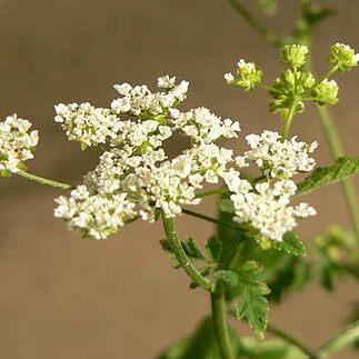 Chaerophyllum unspecified picture