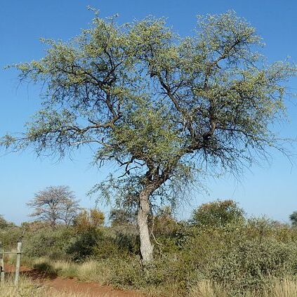 Combretum imberbe unspecified picture