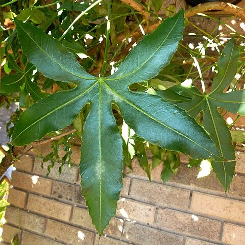 Cussonia natalensis unspecified picture