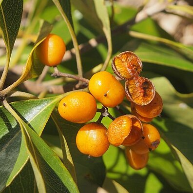 Pittosporum ferrugineum unspecified picture