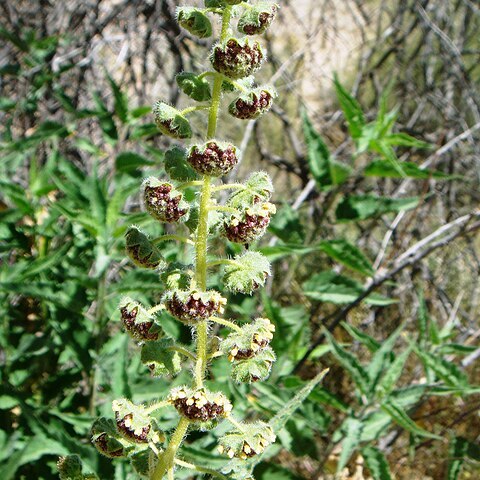 Ambrosia ambrosioides unspecified picture