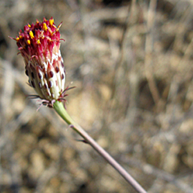 Adenophyllum porophylloides unspecified picture