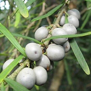 Melicytus dentatus unspecified picture