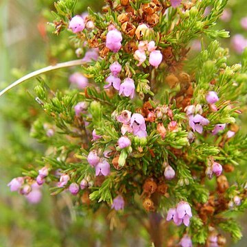 Erica mauritanica unspecified picture