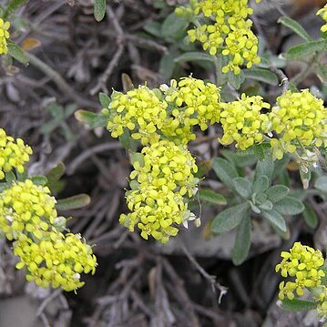 Alyssum tortuosum unspecified picture