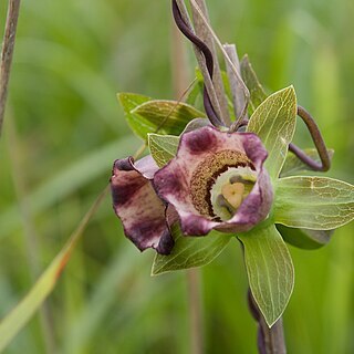 Codonopsis ussuriensis unspecified picture