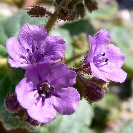 Phacelia calthifolia unspecified picture