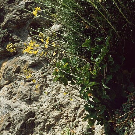 Brassica cretica subsp. aegaea unspecified picture