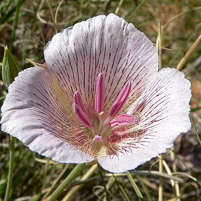 Calochortus striatus unspecified picture