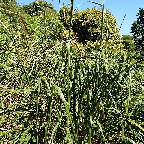 Austroderia turbaria unspecified picture