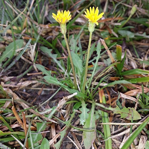 Taraxacum bessarabicum unspecified picture