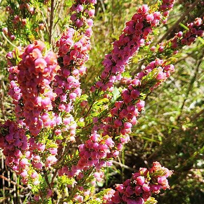 Erica hottentotica unspecified picture