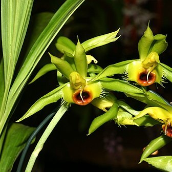 Catasetum osculatum unspecified picture