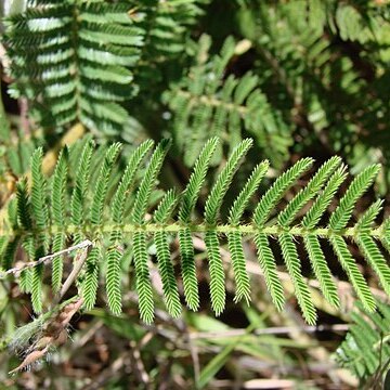 Mimosa foliolosa unspecified picture