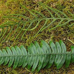 Blechnum mochaenum unspecified picture