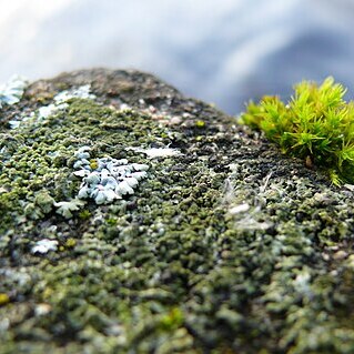 Orthotrichum speciosum unspecified picture