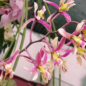 Encyclia cyperifolia unspecified picture