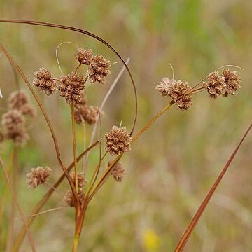 Scirpus mitsukurianus unspecified picture