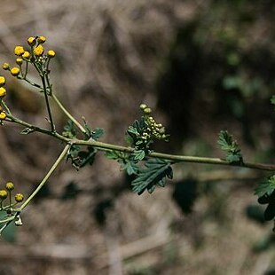 Schistostephium rotundifolium unspecified picture