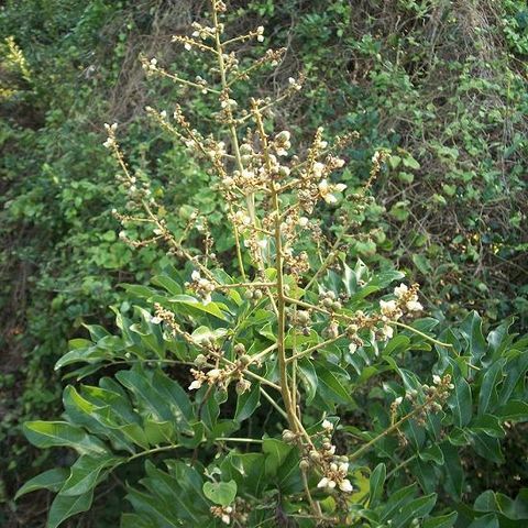 Deinbollia oblongifolia unspecified picture