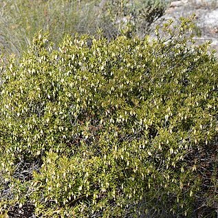 Conostephium hortiorum unspecified picture