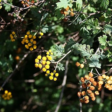 Schistostephium unspecified picture