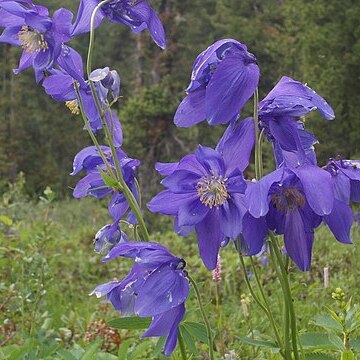 Aquilegia glandulosa unspecified picture