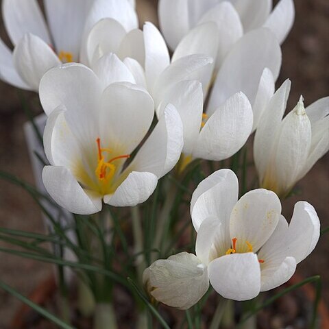 Crocus hadriaticus unspecified picture