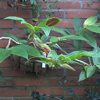 Columnea sanguinea unspecified picture